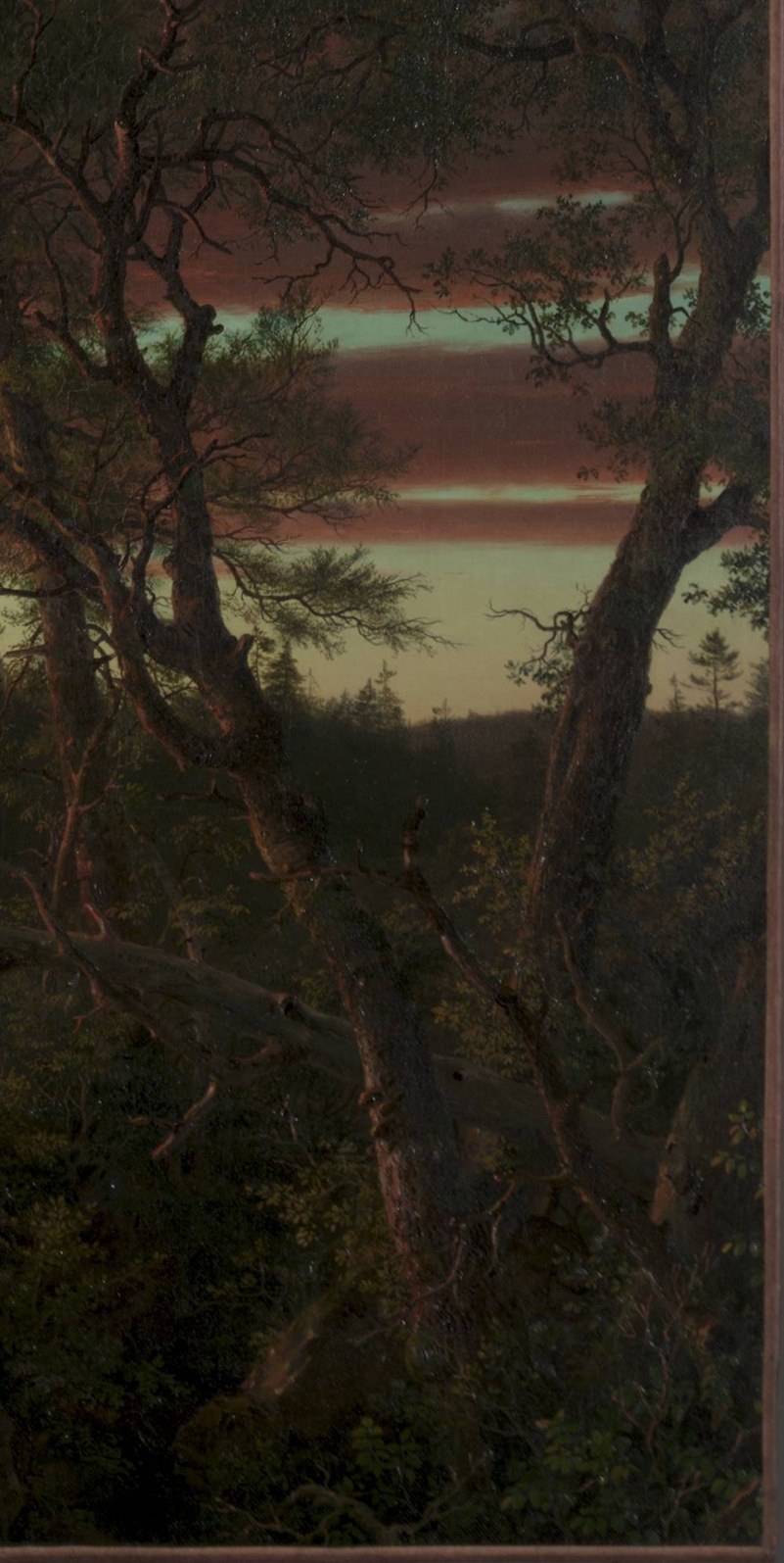 But look past it. The forest is alive, unbroken, pristine.