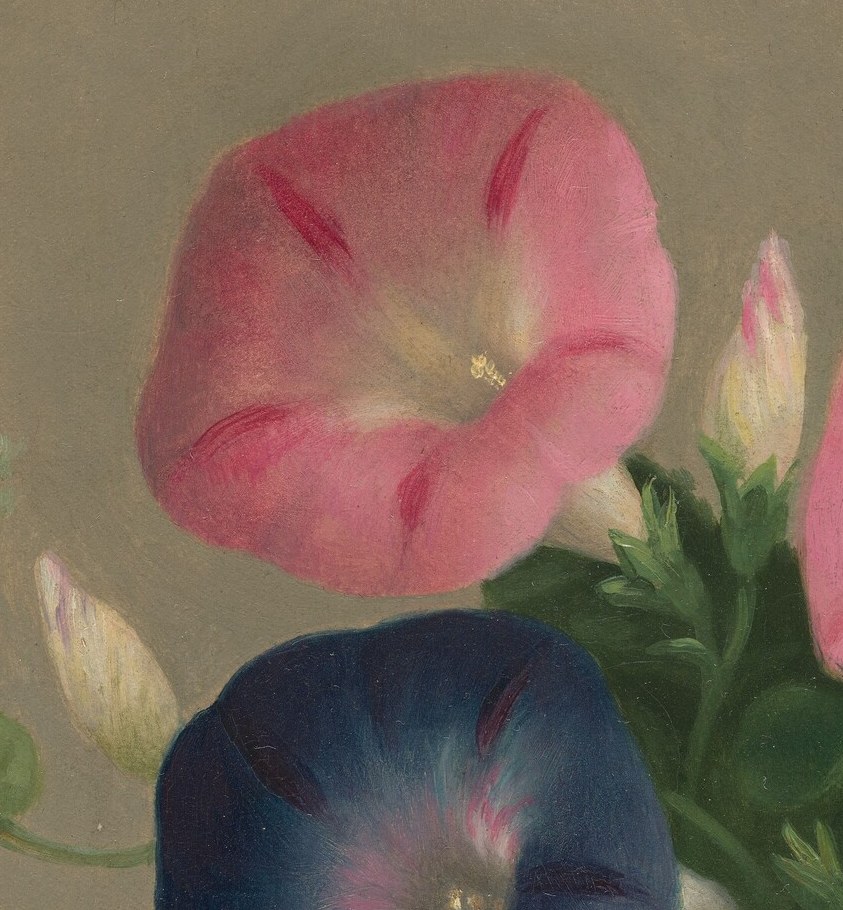 Its open petals reveal a delicate trumpet shape, suggesting ephemeral beauty.