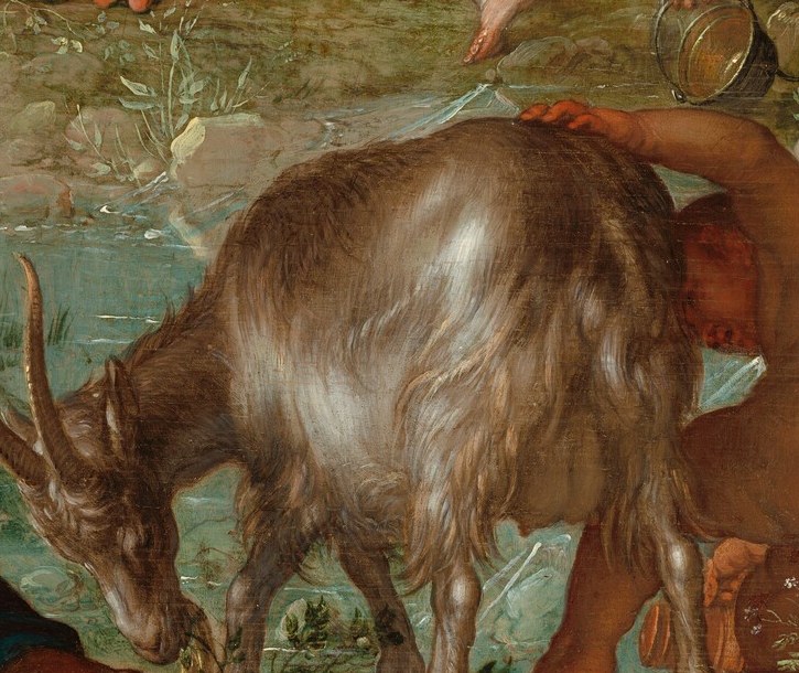 Even the animals, like this goat, are desperate for water.