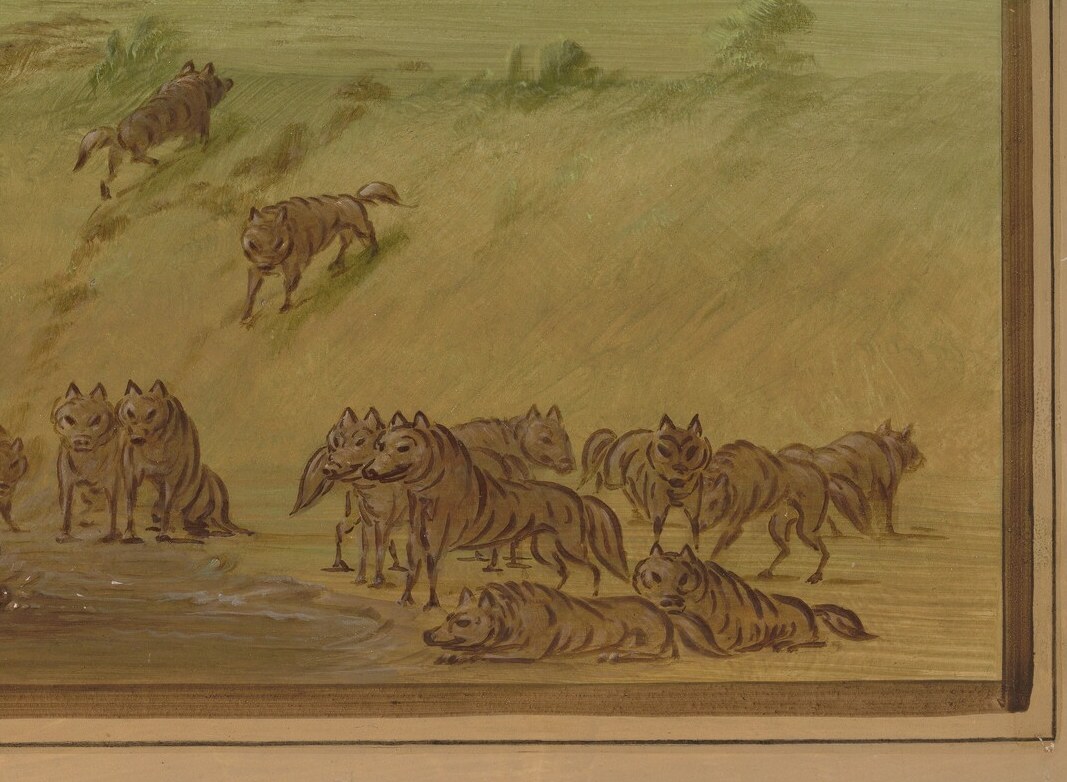 A common sight on the plains: wolves attacking the vulnerable.