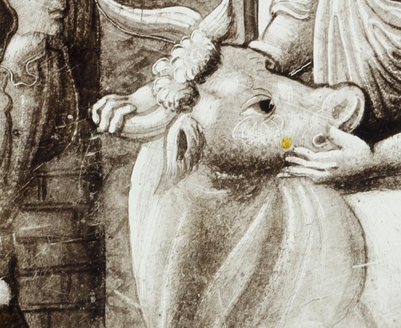 The ox's wide eye and slightly open mouth suggest fear or distress.