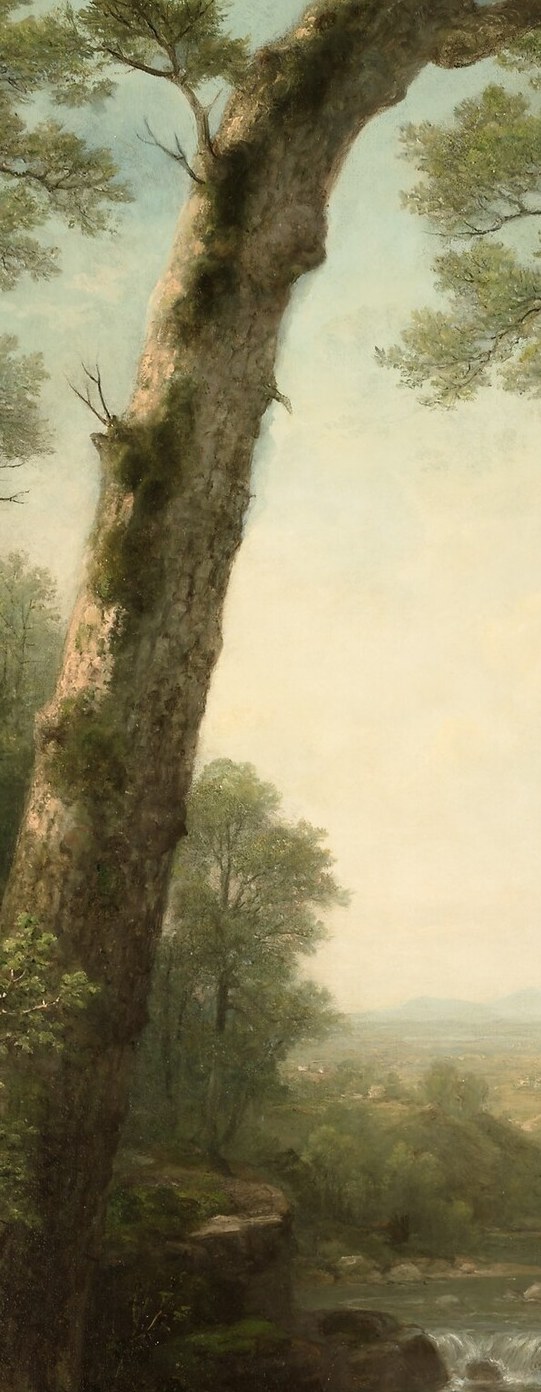 Look at the massive tree trunk.