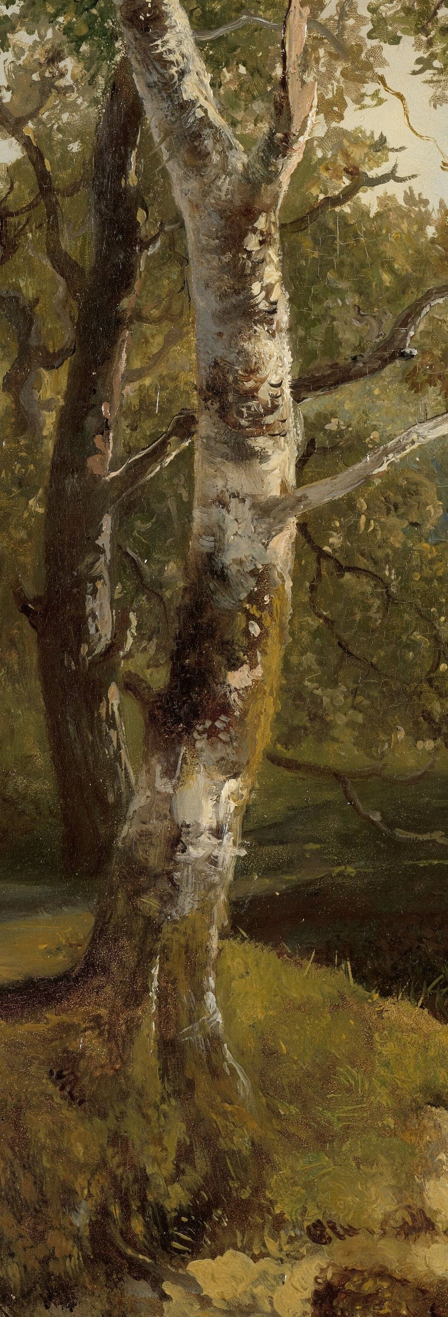 Its pale, peeling bark contrasts with the darker, rougher trees behind it, suggesting resilience and age.