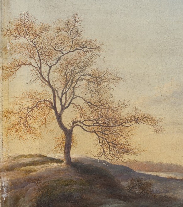 Its intricate branches against the sky suggest the stark beauty and dormancy of winter.