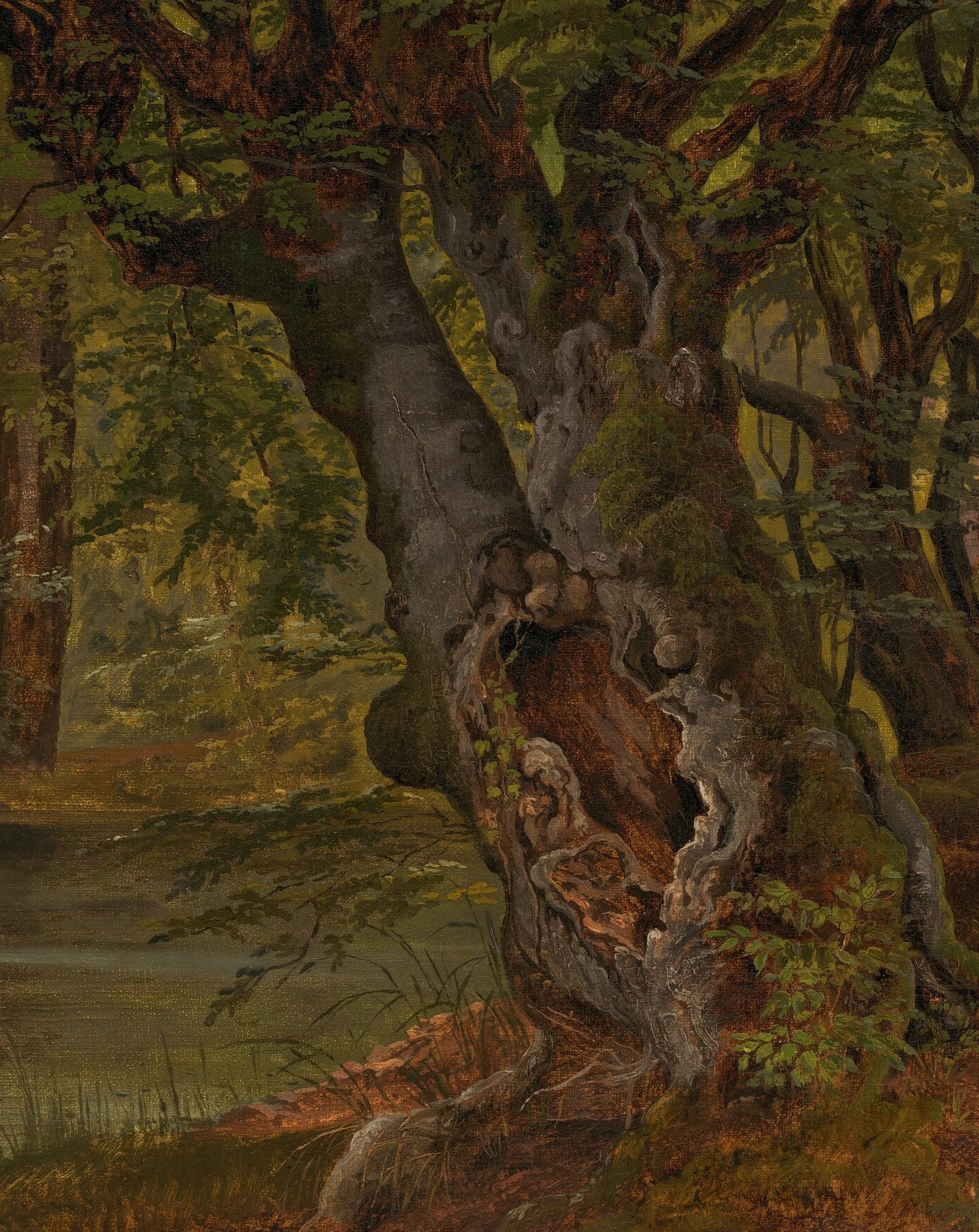 Look closely at the trees, specifically the bark.
