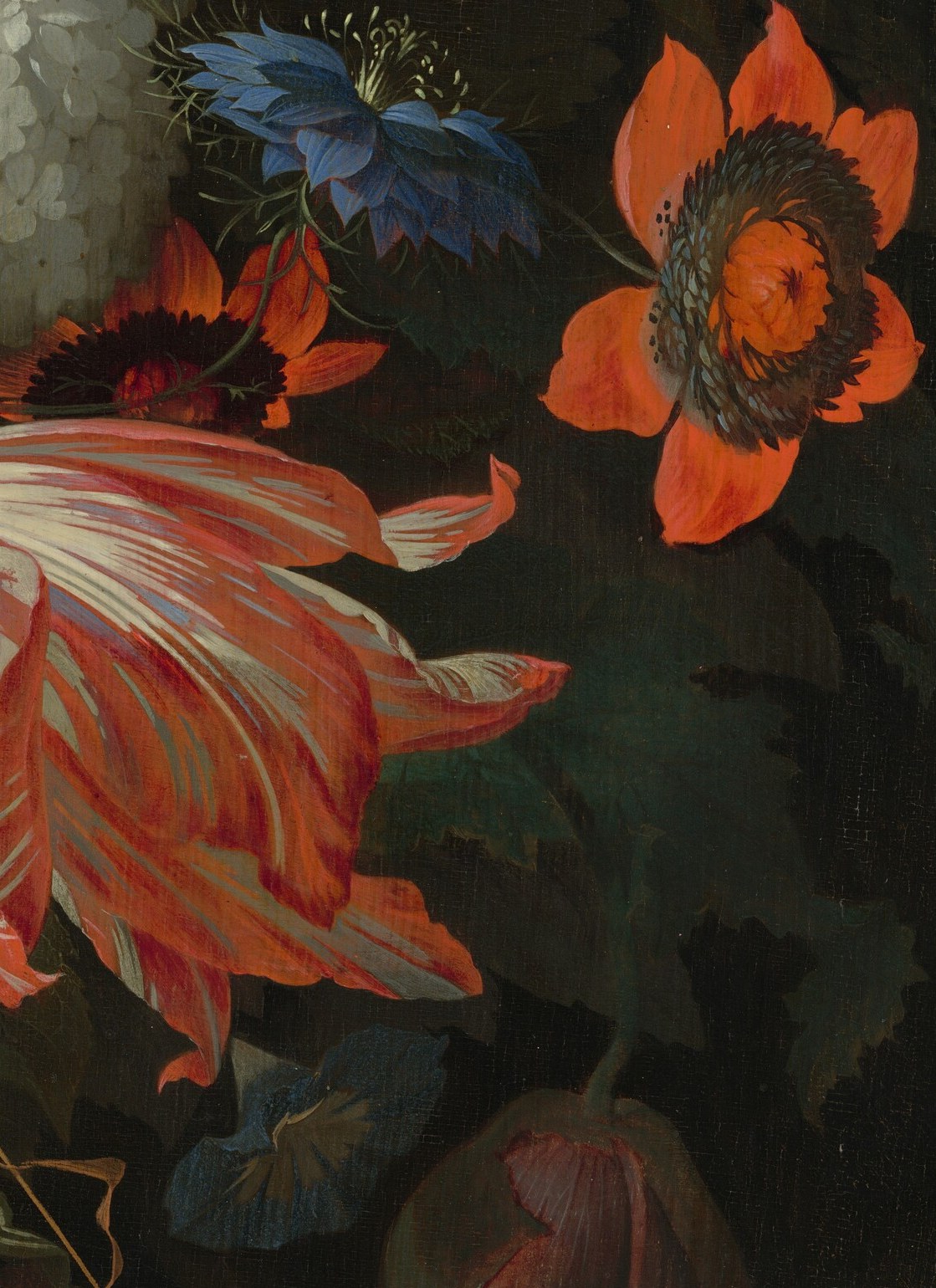 The virus-streak markings identify this as a Semper Augustus-type tulip , the most expensive commodity of Dutch tulip mania; a single bulb of this variety once sold for the price of a canal house.