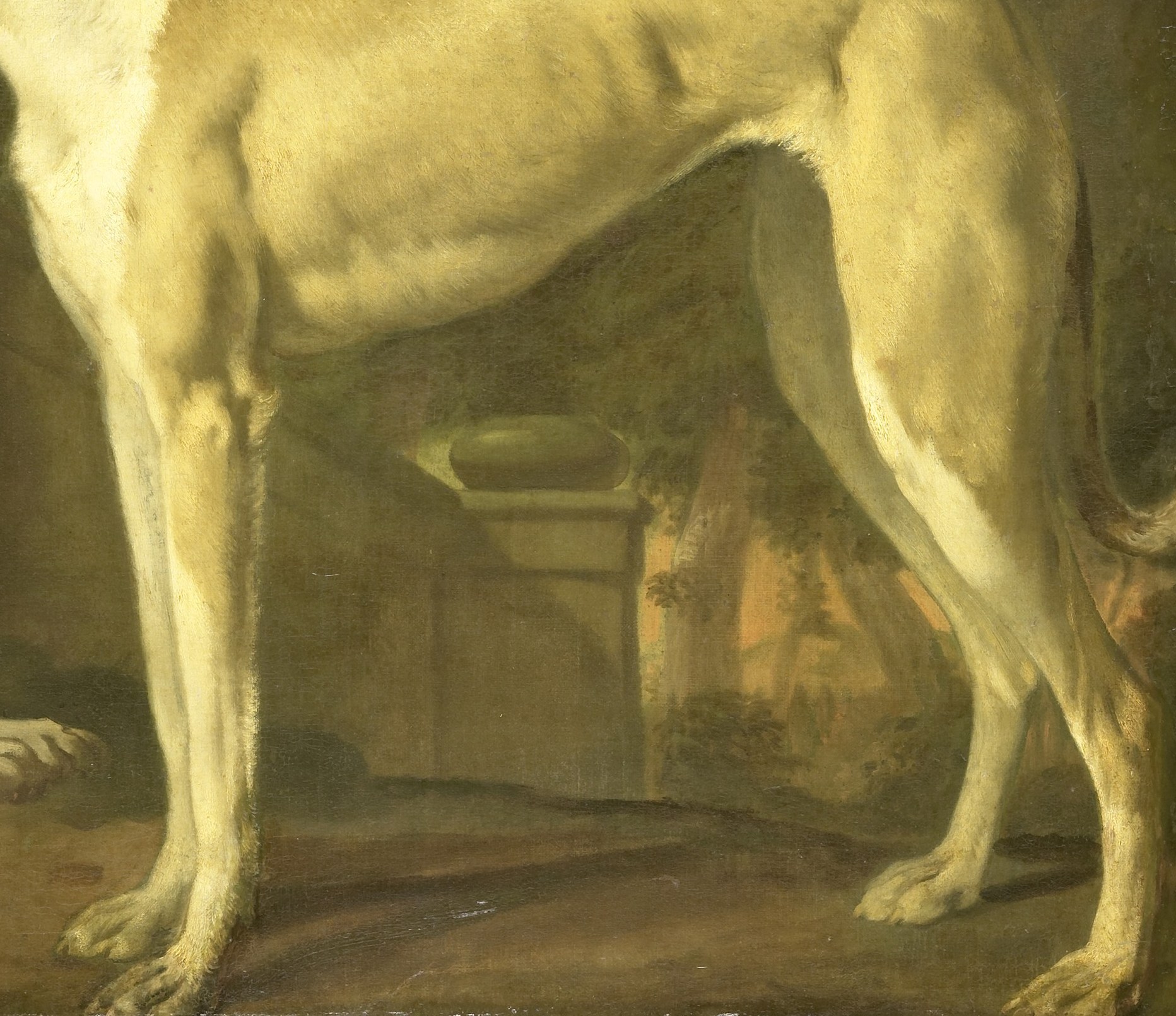 The elegant, muscular form highlights its athleticism and breed characteristics.