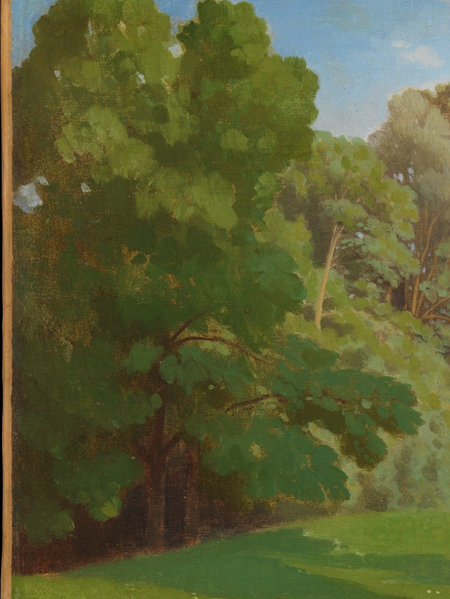 Notice the dense texture of the ancient tree on the left.