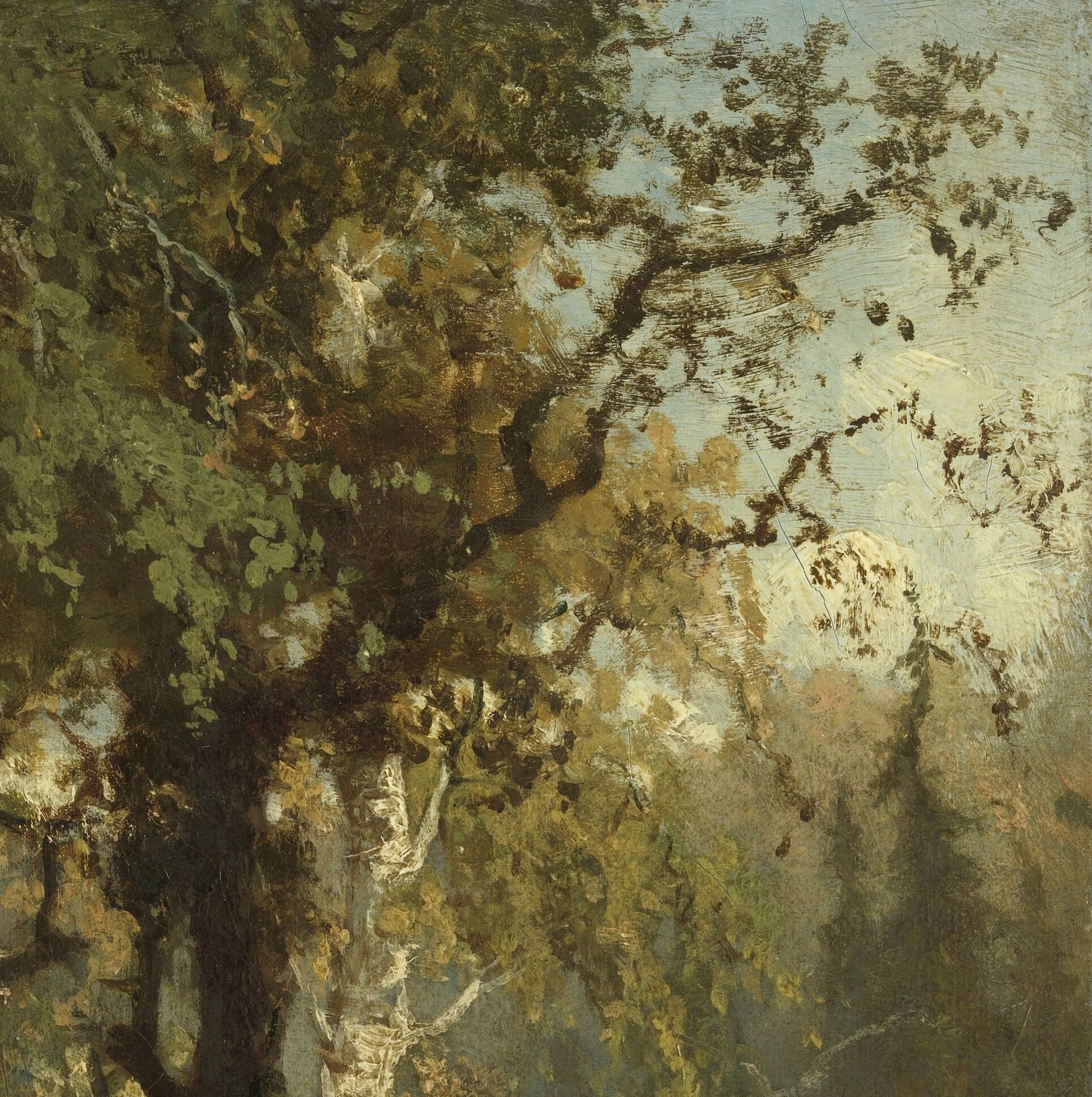 Light breaks through the canopy in scattered pools.