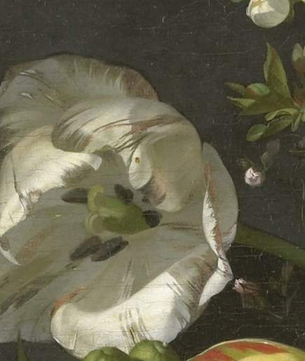 The white rose: every petal catches its own light.