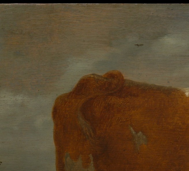 The cow looks placidly out of frame; its liquid eye and soft muzzle are perfect for a slow zoom that humanizes the animal