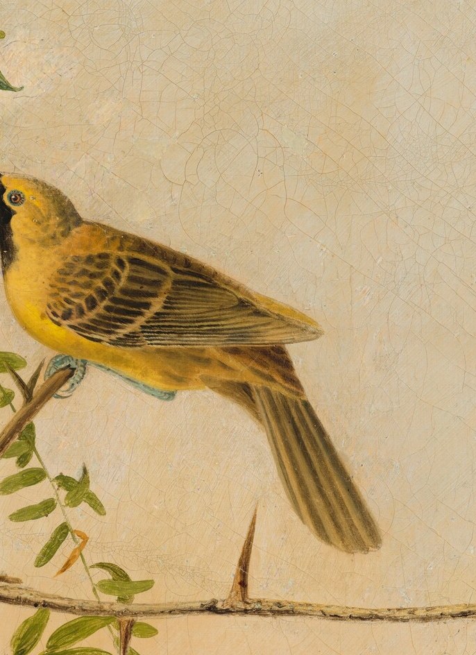 Look at the bright orange oriole.
