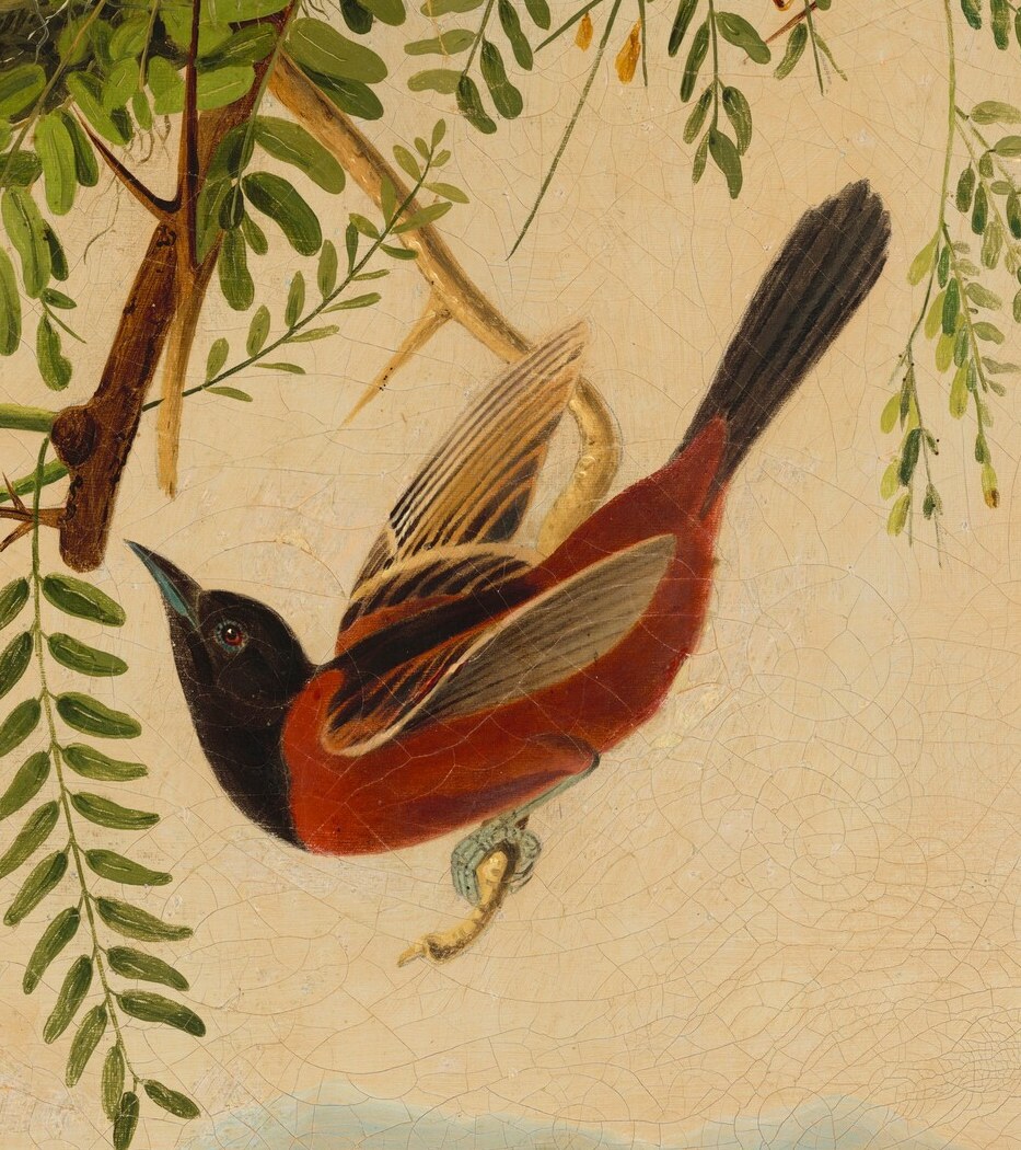 This dynamic pose showcases the bird's agility and provides a striking visual contrast to the static elements.