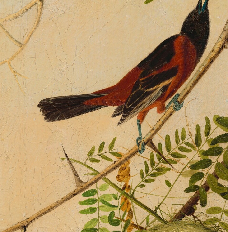 The bird's open beak and upward gaze suggest a vocalization, perhaps a territorial call or song.