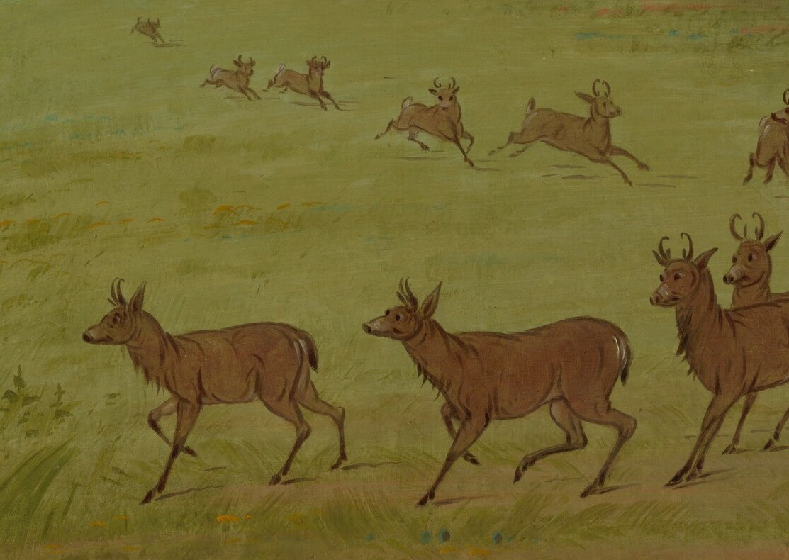 He captures the Assinneboine hunting antelope.