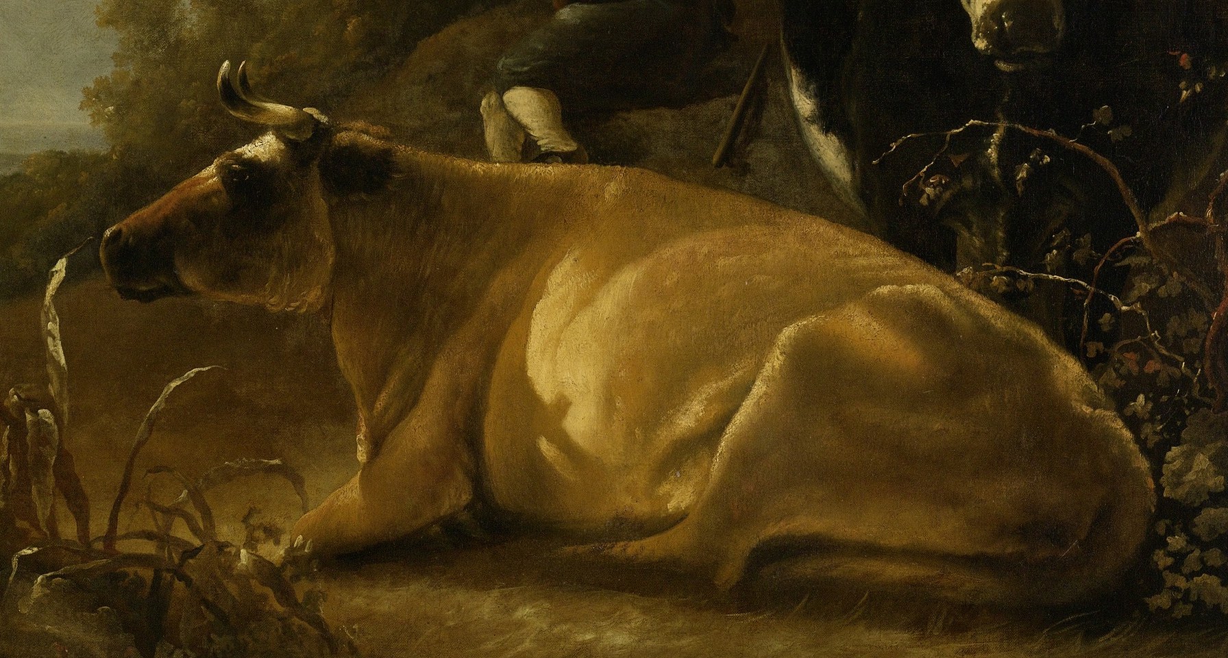 That same light lands here, on the hide of a resting cow.