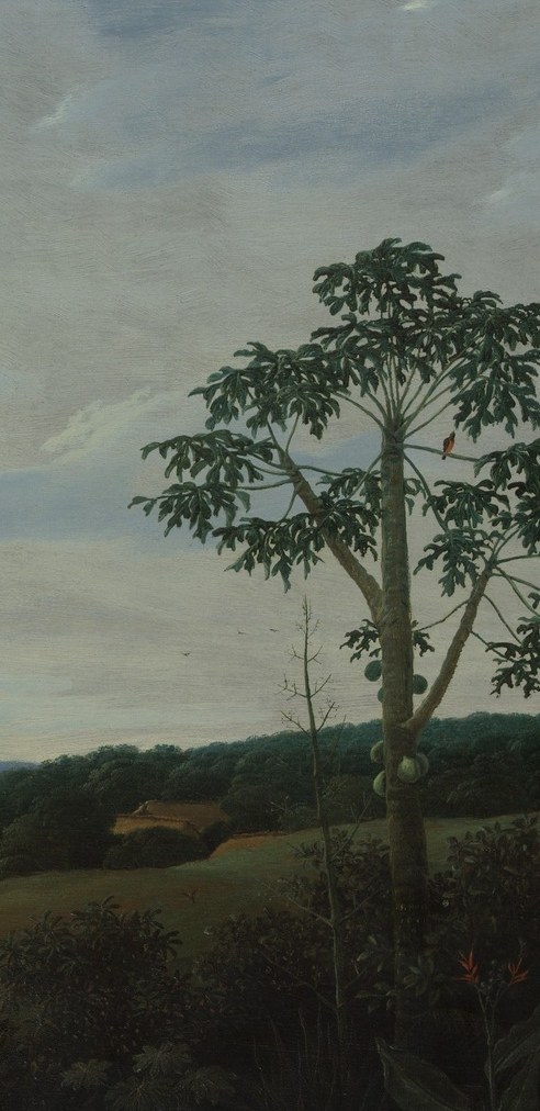 He had spent years in Dutch Brazil, documenting the colony.