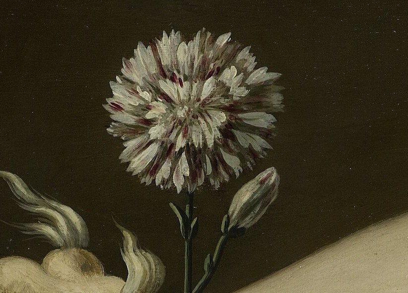 A single white flower blooms from the crown.