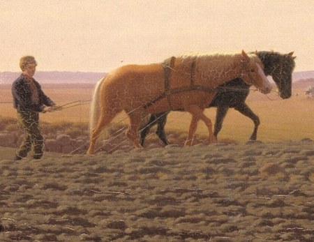 A sturdy horse plows the rich earth.
