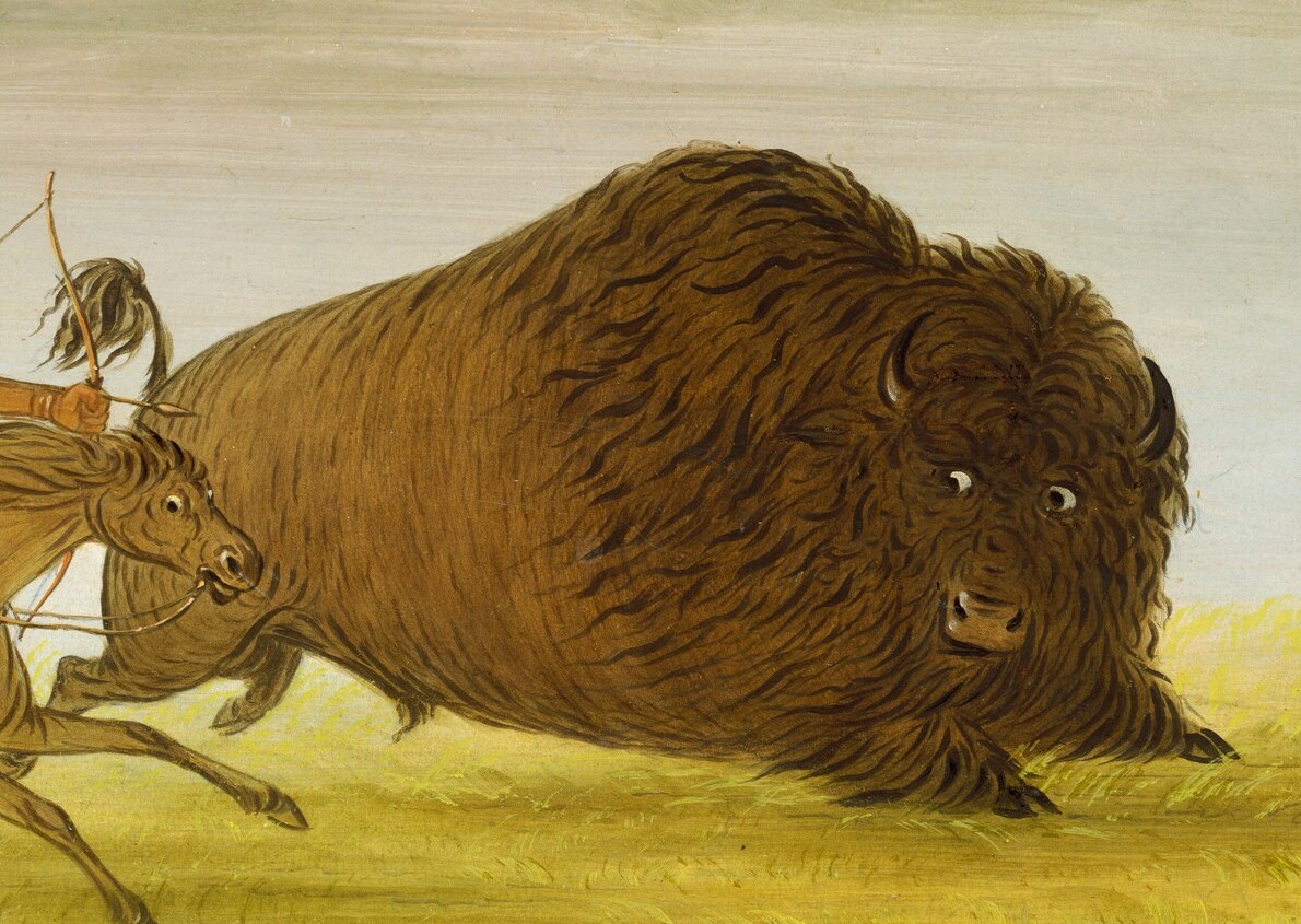 Look at the power of this charging bison.