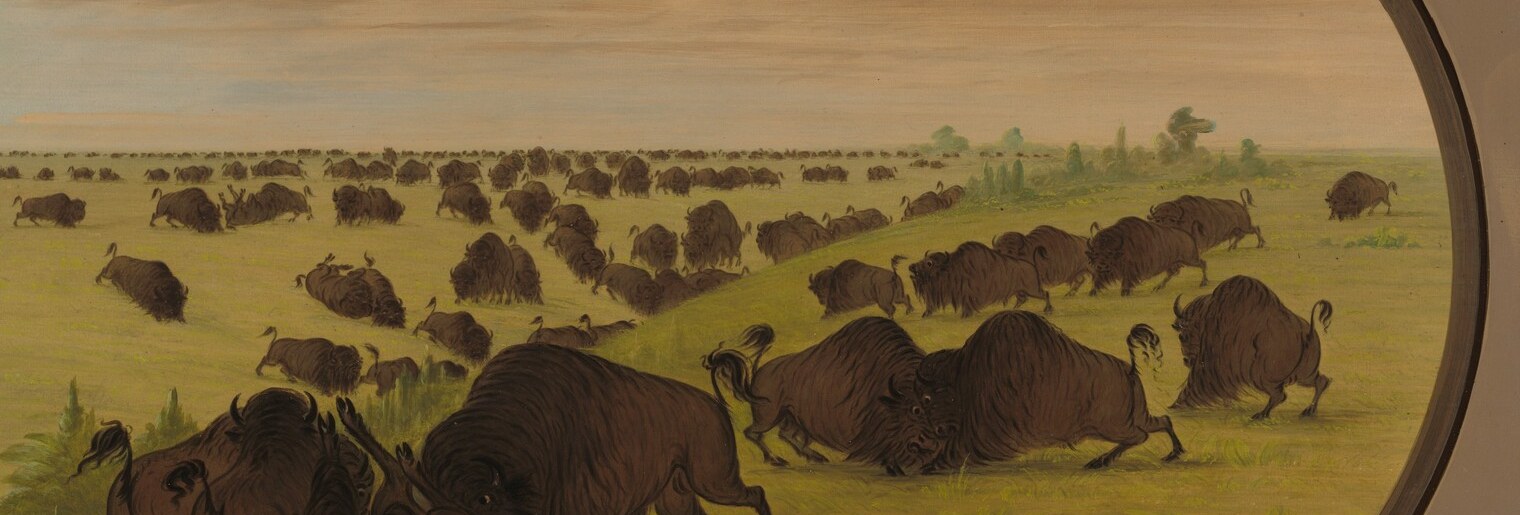Hundreds of dark gestural marks resolve into a living herd only at distance, a scale trick; Catlin witnessed these herds before near-extinction, making every mark a lost ecological fact