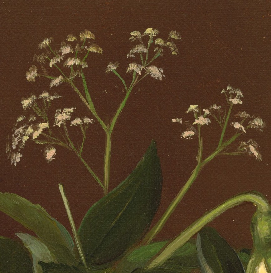 Look closely at these tiny white flowers.