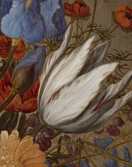 See how light catches the petals of this white tulip.