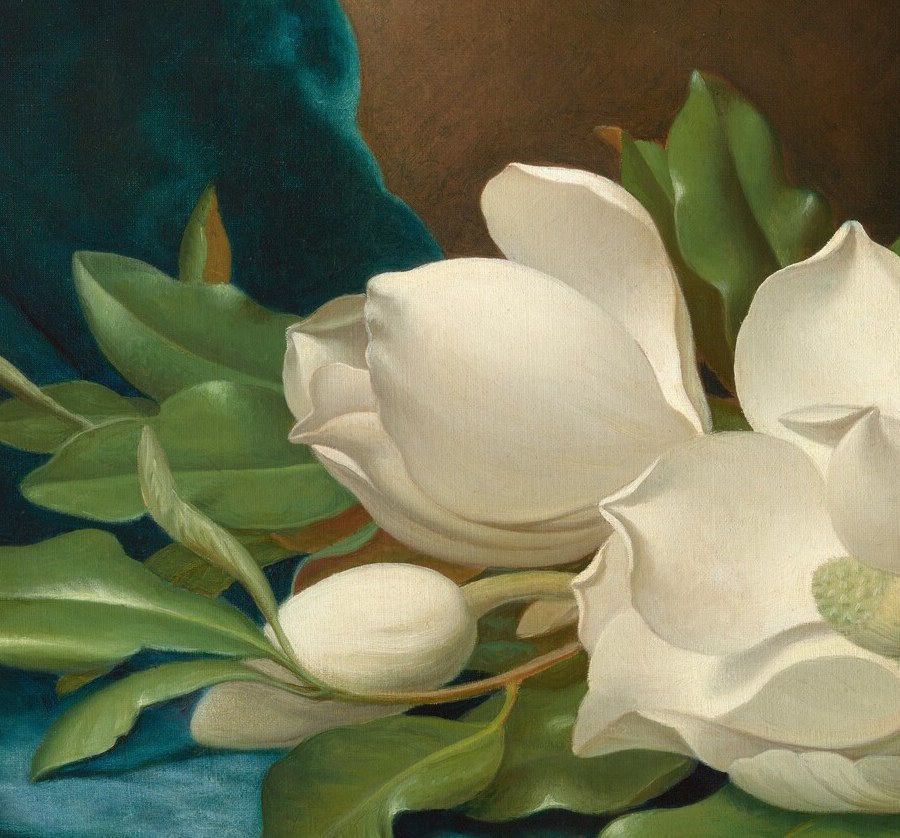 The painting's dominant subject , Heade renders the broad white petals with a luminous glow, the near-phosphorescent white against darkness being his signature luminist trick.