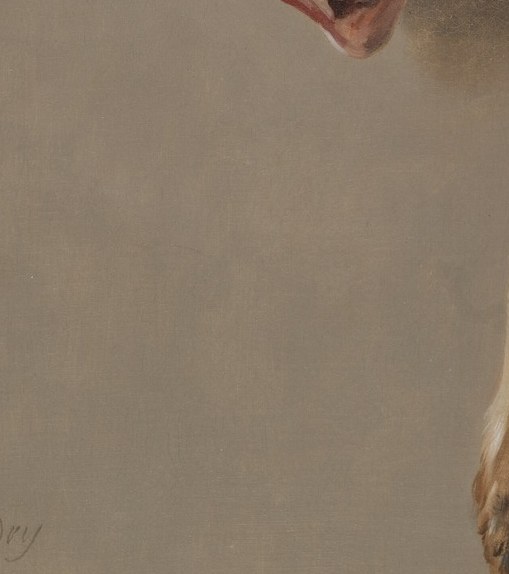 The hare's ear is veined like a leaf you could hold.