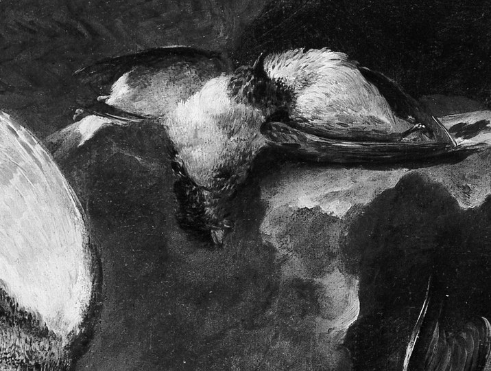 The smooth, sleek feathers of the duck contrast with the more textured birds, showcasing a variety of avian subjects.