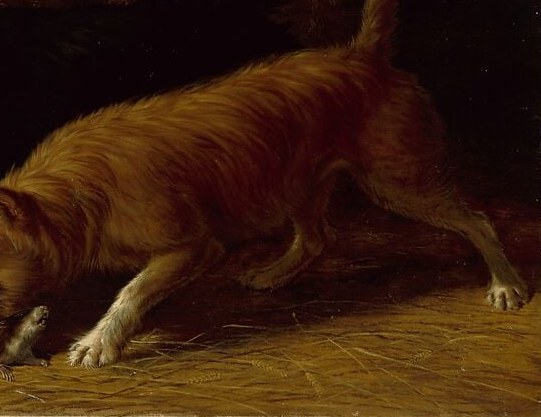 A scruffy terrier watches intently from the foreground.
