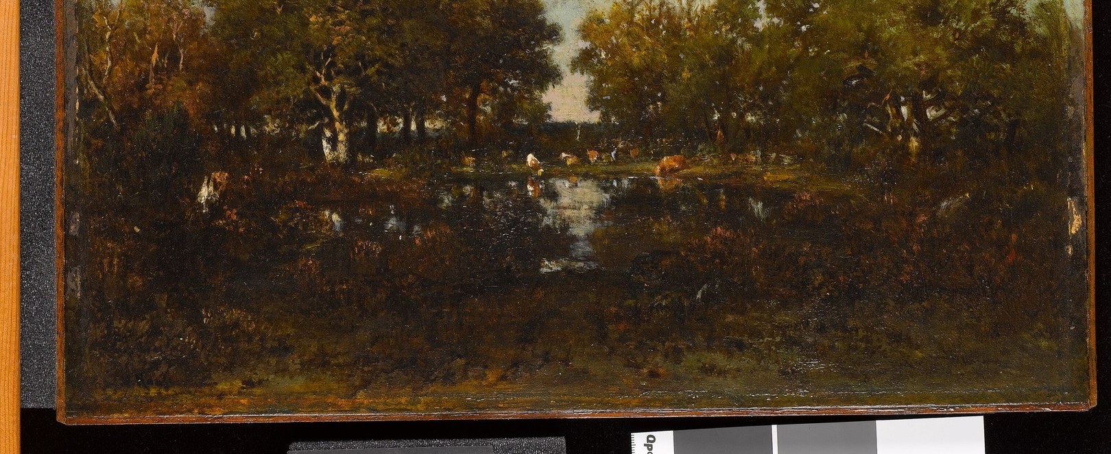 Look closely at the water's edge.