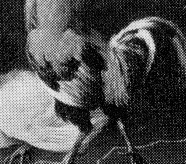 His elaborate comb and alert stance convey a sense of pride and vigilance.