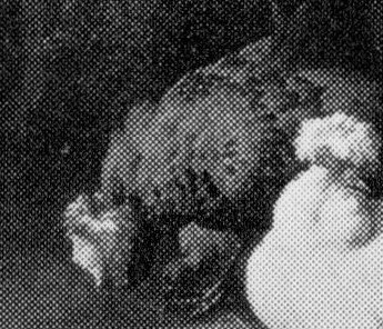 Its ruffled feathers and downward gaze create a sense of quiet contemplation.