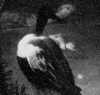 The dark, textured feathers and slightly hunched posture suggest a more grounded, perhaps wary, presence.
