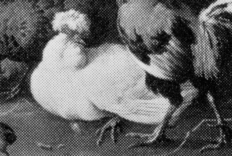 A white duck. A rooster. Turkeys. The ordinary barnyard.