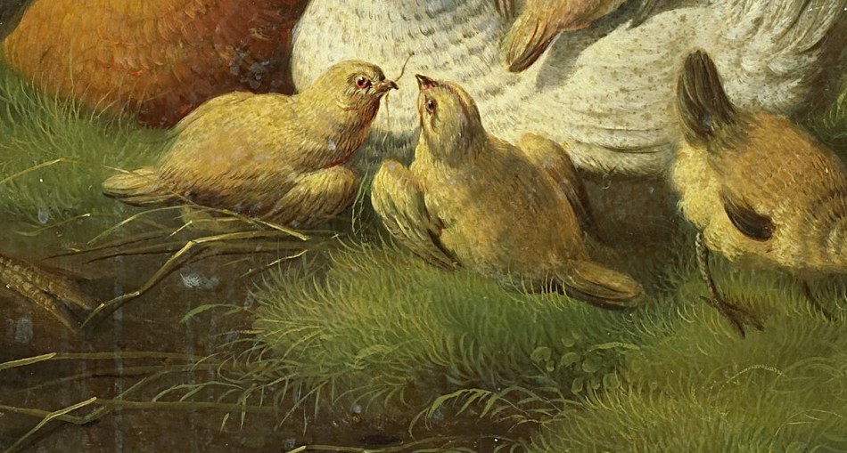 The hens and chicks busy themselves around him.