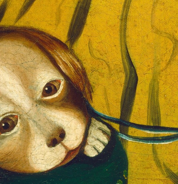 The dog's pleading expression and slightly tilted head evoke sympathy and a sense of companionship.