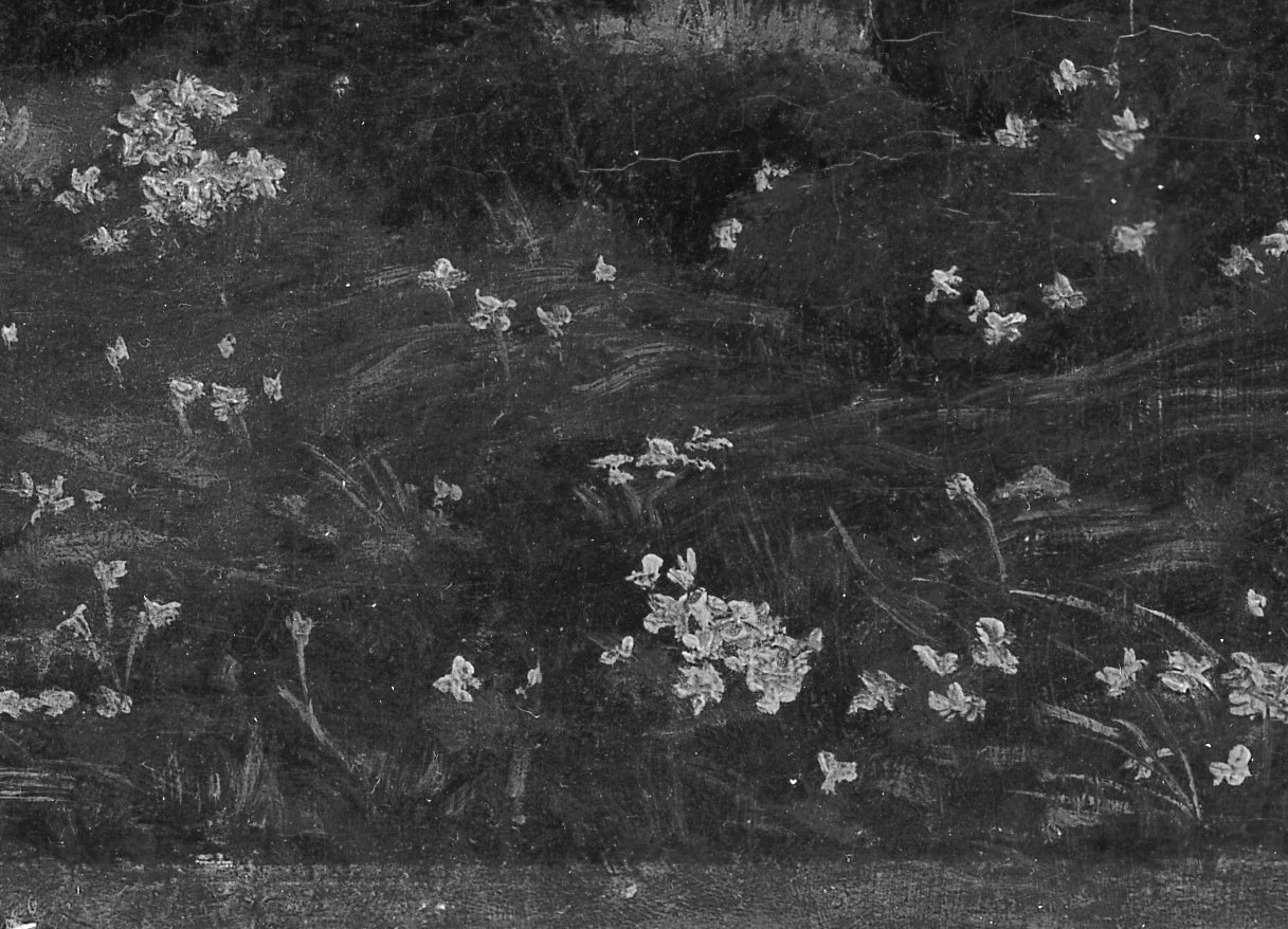 Now look at the forest floor. These are wood anemones.