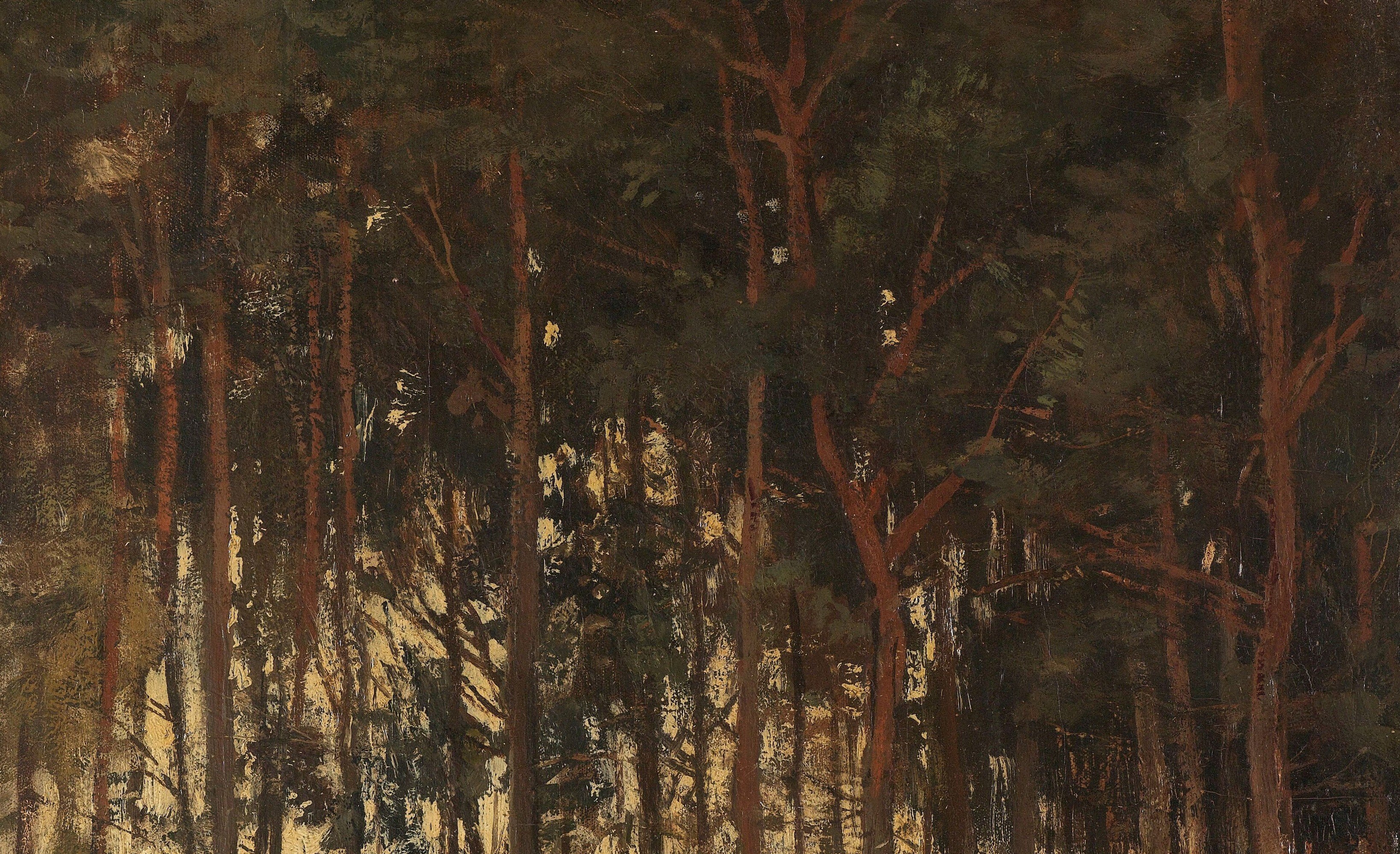 The dense, dark canopy overhead contributes to the feeling of being deep within a forest, with limited light reaching the ground.